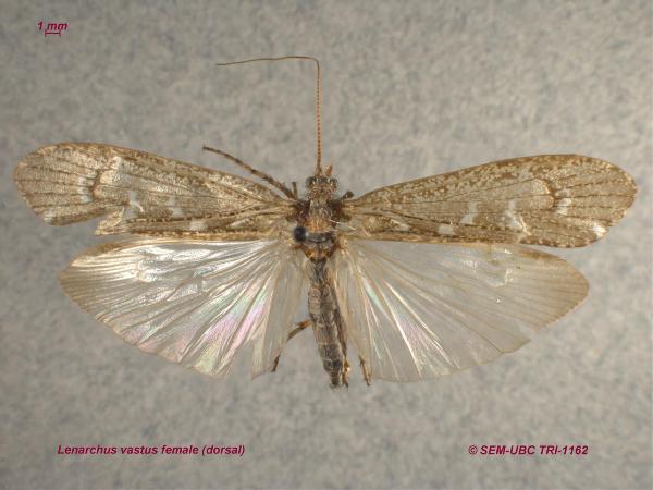 Photo of Lenarchus vastus by Spencer Entomological Museum